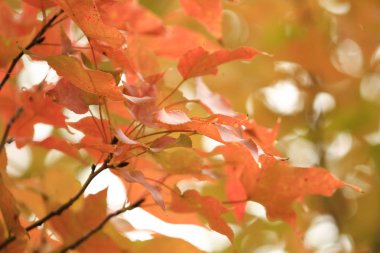 sonbahar sezonu, Tai Tong hk