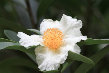 sonbahar sezonu, Tai Tong hk