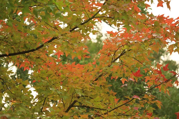 Die Herbstsaison Tai Tong — Stockfoto