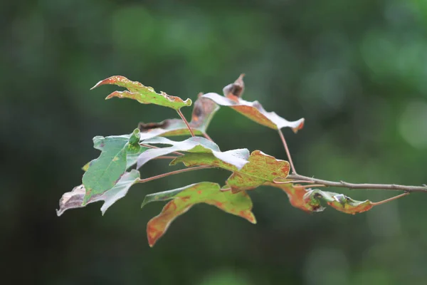 Skönhet Naturen Scen Hösten Landskap — Stockfoto