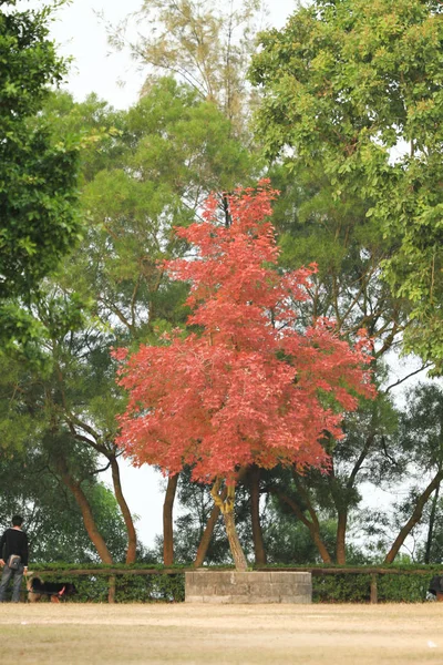 Höstsäsongen Tai Tong — Stockfoto