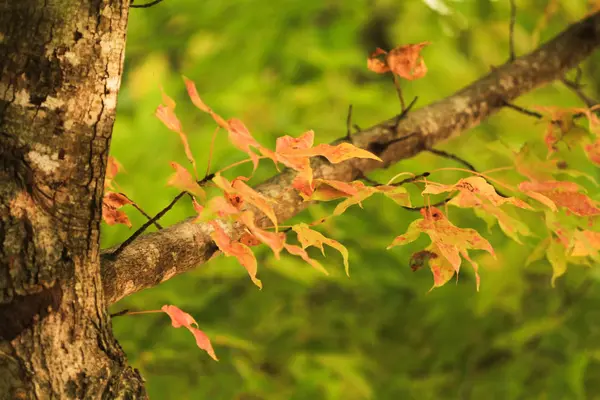 Die Schönheit Der Natur Szene Eine Herbstliche Landschaft — Stockfoto