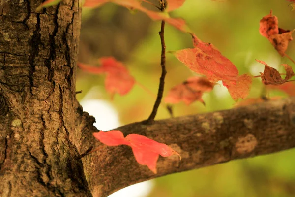 Die Schönheit Der Natur Szene Eine Herbstliche Landschaft — Stockfoto