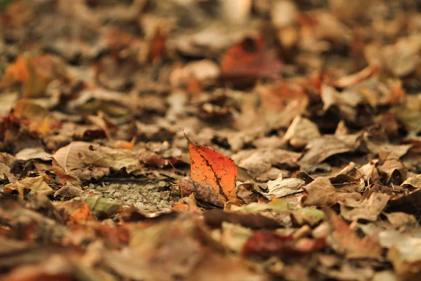 Die Herbstsaison Tai Tong — Stockfoto