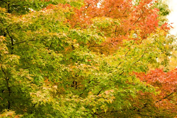 Fall Season Tai Tong — Stock Photo, Image