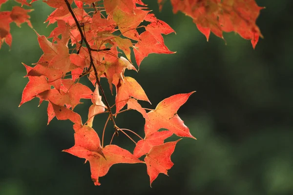 Fall Season Tai Tong — Stock Photo, Image