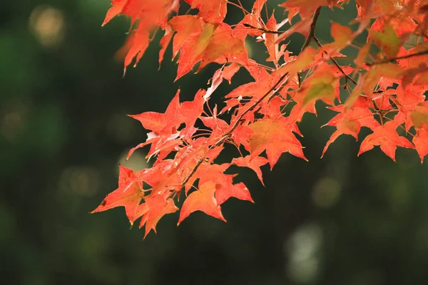 Осенний Сезон Tai Tong — стоковое фото