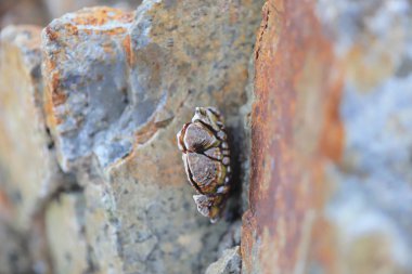 Kıskaç aile Balanidae Crustacea cinsi