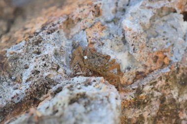 Küçük deniz yengeç gizlemek içinde taşlar