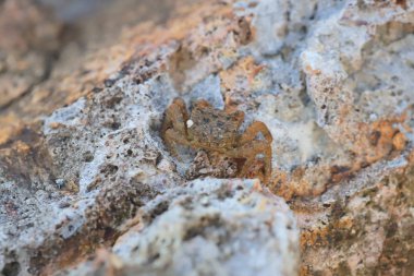 Küçük deniz yengeç gizlemek içinde taşlar