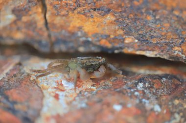 Küçük deniz yengeç gizlemek içinde taşlar