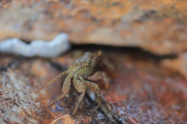Küçük deniz yengeç gizlemek içinde taşlar
