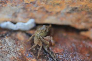 Küçük deniz yengeç gizlemek içinde taşlar
