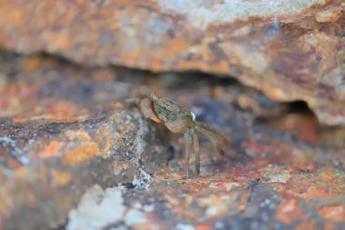 Küçük deniz yengeç gizlemek içinde taşlar