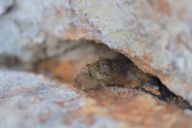 Küçük deniz yengeç gizlemek içinde taşlar