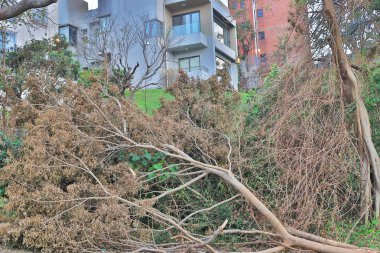 Tayfun sonra bir sahne: gövde kırığı Daralt,