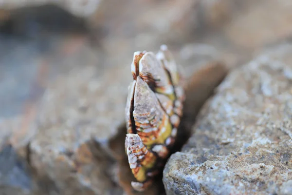 Genre Balanes Famille Des Balanidae Crustacea — Photo