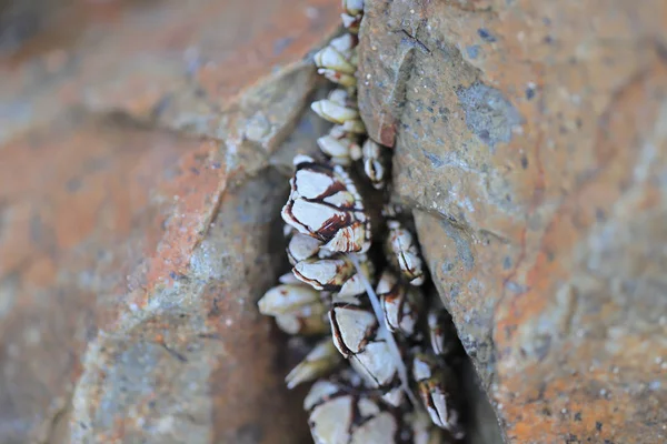 Género Percebes Familia Balanidae Crustacea —  Fotos de Stock