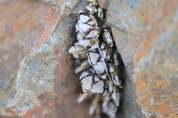 Balanidae Crustacea에에서 Barnacles의 — 스톡 사진