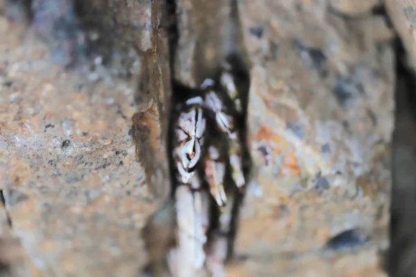 Género Cracas Família Balanidae Crustacea — Fotografia de Stock