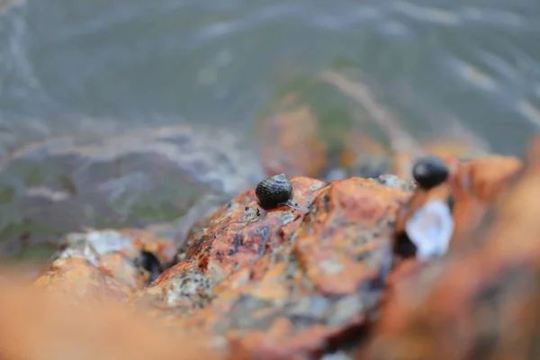 海岸岩石上的小贝壳 — 图库照片