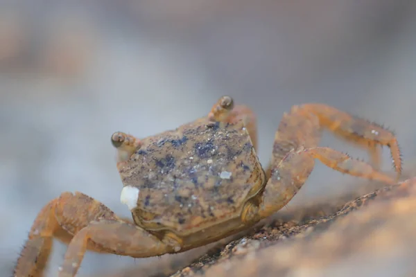 Pequeño Cangrejo Mar Esconden Piedras — Foto de Stock