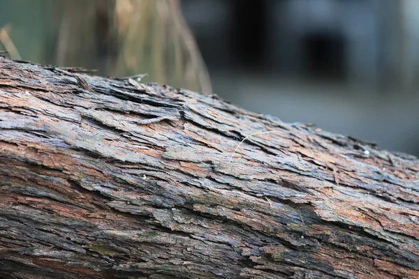 Textura Corteza Árbol Cerca — Foto de Stock