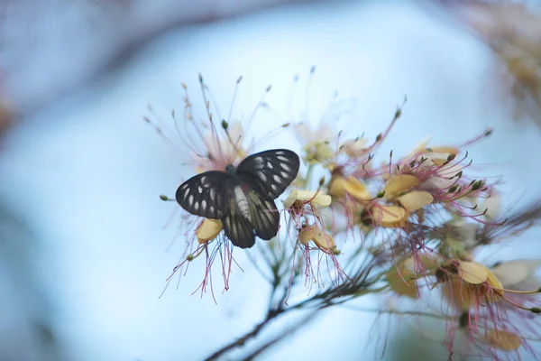 Grand Arbre Papillon Reste Sur — Photo