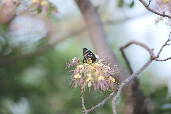 Large Tree Butterfly Stay — Stock Photo, Image