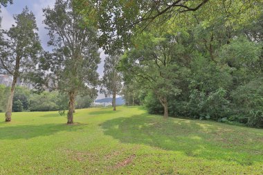 Altın kulüpte büyük treee