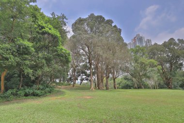 bir yeşil golf sahası fairway sepeti yolunda bulutlu 