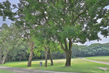 Altın kulüpte büyük treee