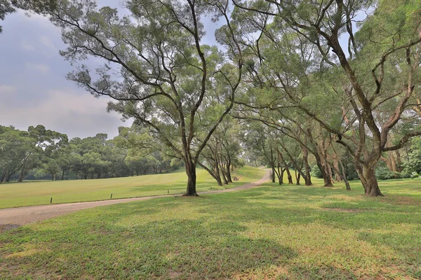 Casas Aves Parque Kong Cerdo — Foto de Stock