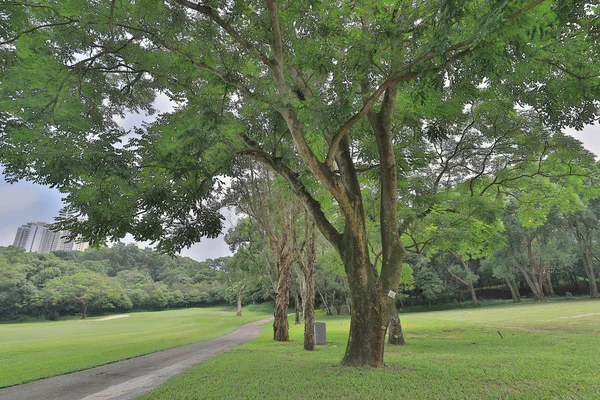 ゴルフのパーで緑豊かな公園のパスの方法 — ストック写真