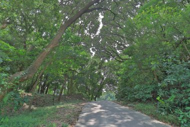 Yaprak döken orman içinden çalışan yol ülke 