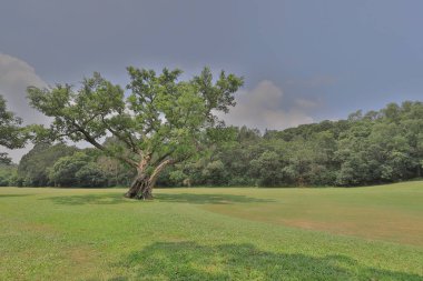 Hong Kong Country Club golf sahası