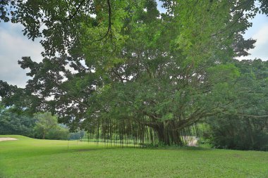 Altın kulüpte büyük treee