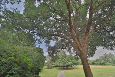 Altın kulüpte büyük treee