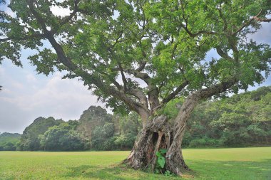 Altın kulüpte büyük treee
