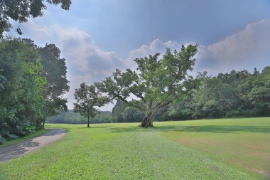 Mükemmel çim golf sahası sahası hk