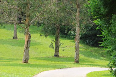 Şube ve ağaçlar. Doğada seyahat.