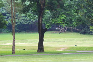 Şube ve ağaçlar. Doğada seyahat.