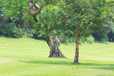 Şube ve ağaçlar. Doğada seyahat.