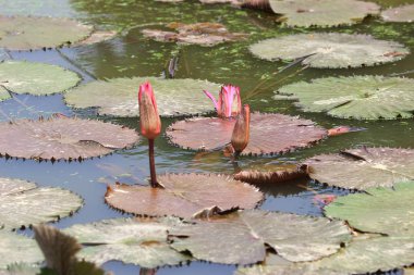 Hong Kong Country Club golf sahası