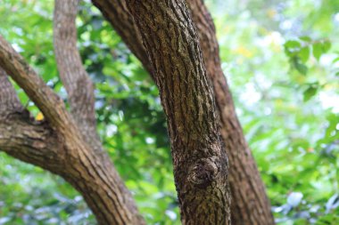 Şube ve ağaçlar. Doğada seyahat.