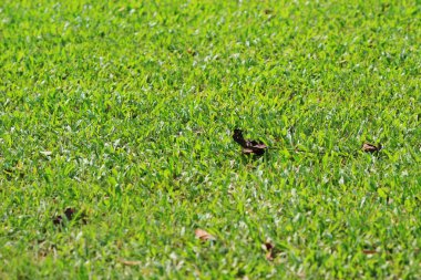 Hong Kong Country Club golf sahası