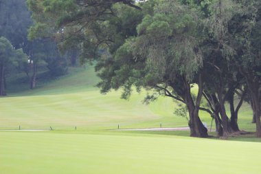 Şube ve ağaçlar. Doğada seyahat.