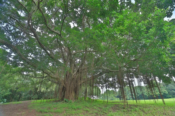 Der Große Baum Beim Goldclub — Stockfoto