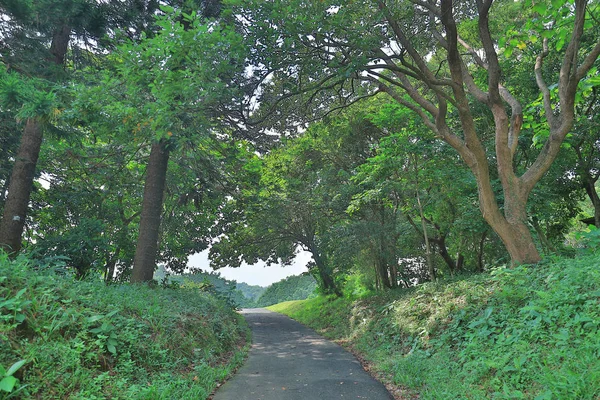 País Estrada Que Atravessa Floresta Decídua — Fotografia de Stock