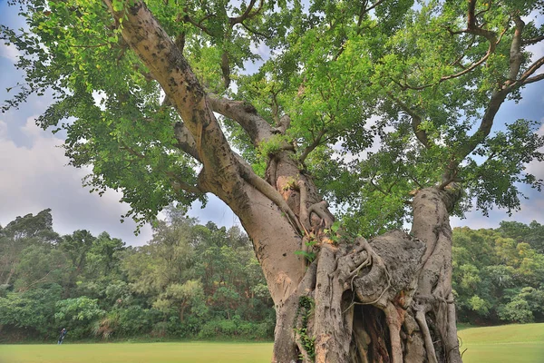 Der Große Baum Beim Goldclub — Stockfoto